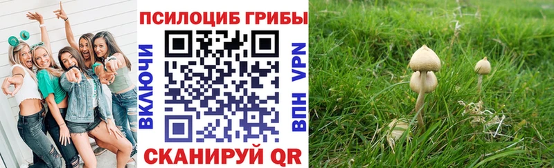 Галлюциногенные грибы Psilocybe  это формула  Елизаветинская  купить наркоту 